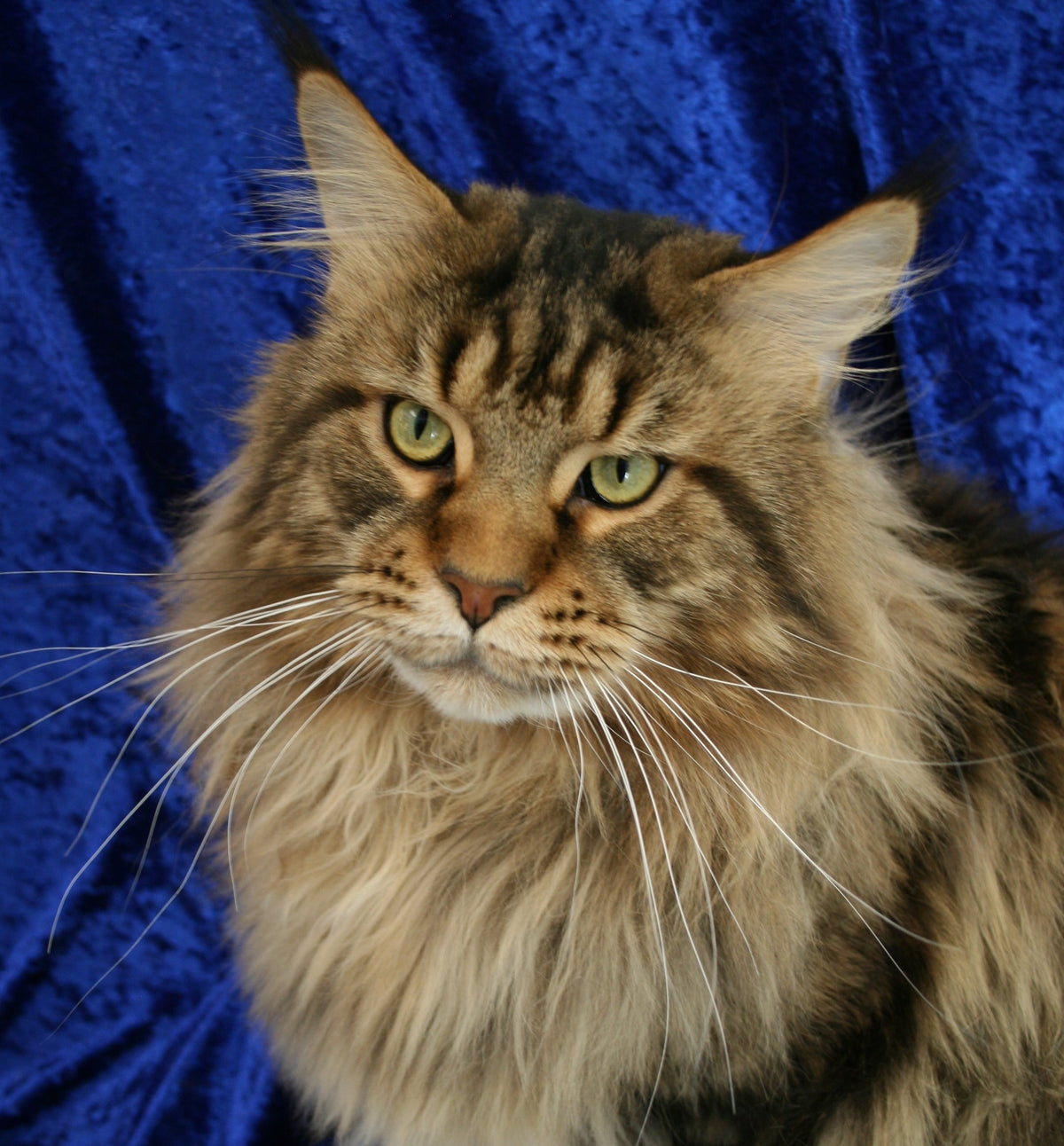 PAWSNTIME MAINE COONS "GUNTHER"  A BRON CLASSIC TABBY MAINE COON CAT
