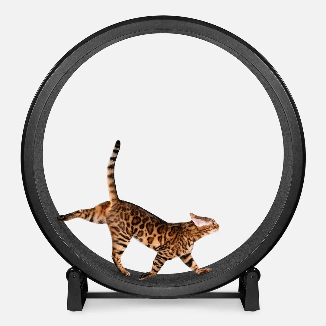 ONE FAST CAT EXERCISE WHEEL