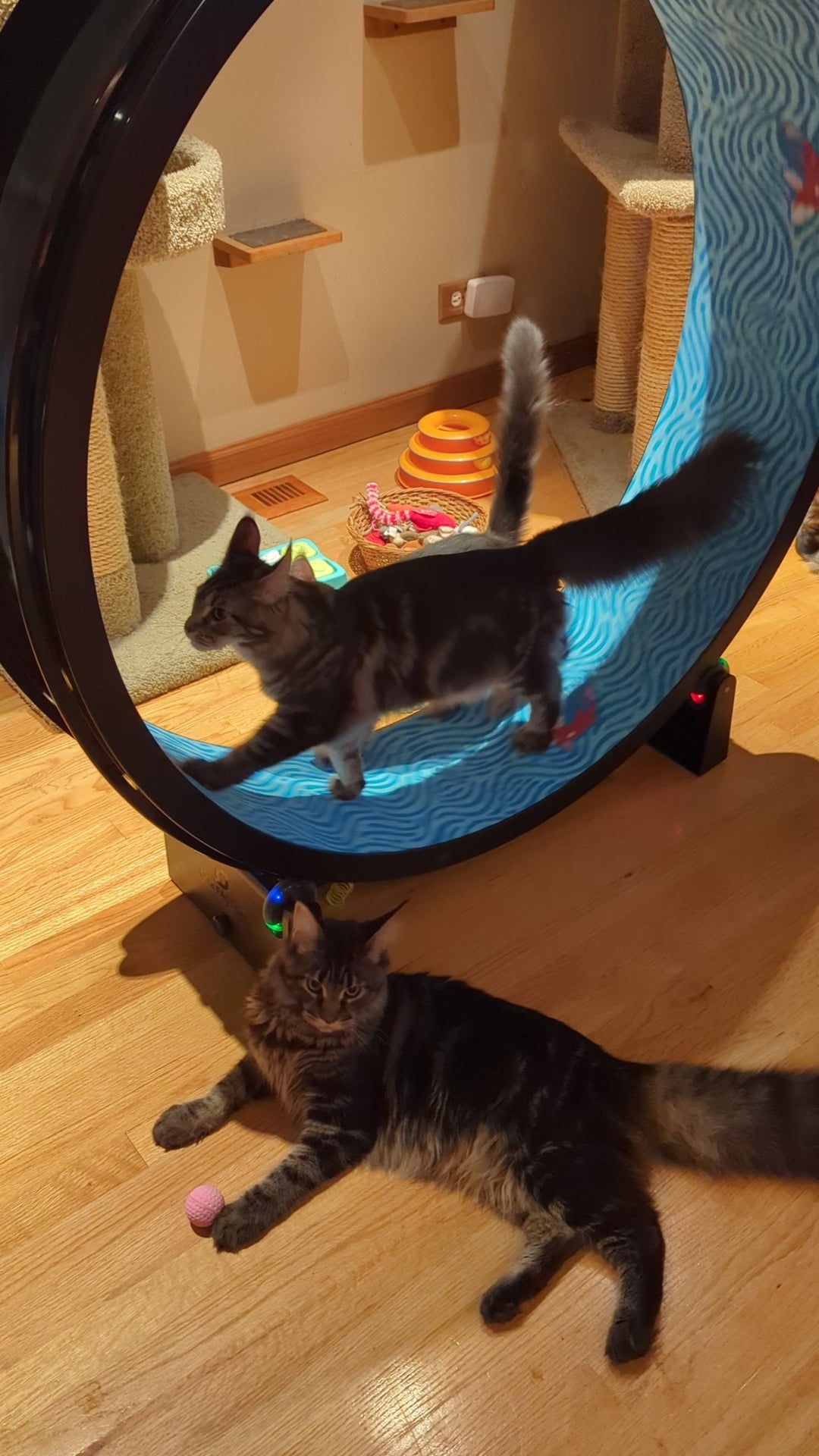 ONE FAST CAT EXERCISE WHEEL