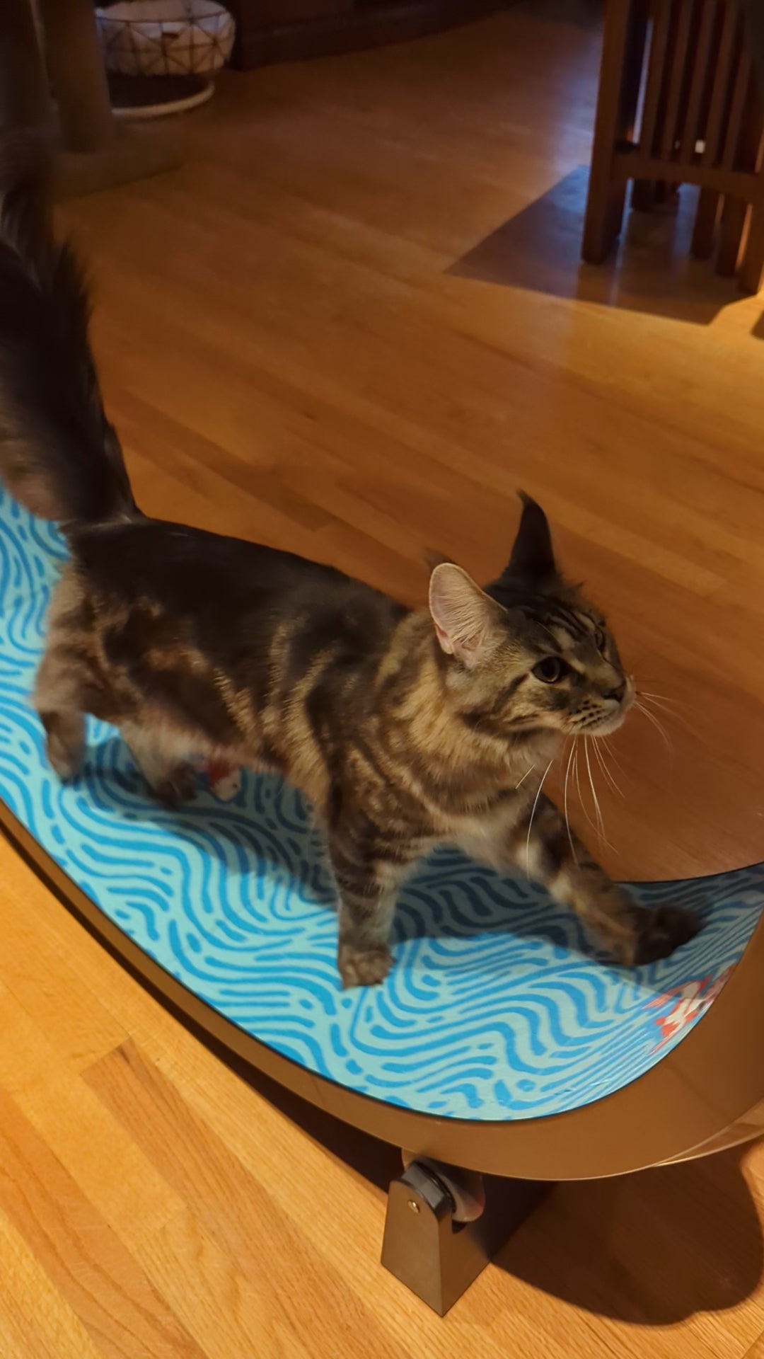 ONE FAST CAT EXERCISE WHEEL