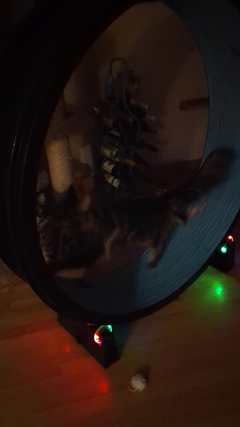 ONE FAST CAT EXERCISE WHEEL